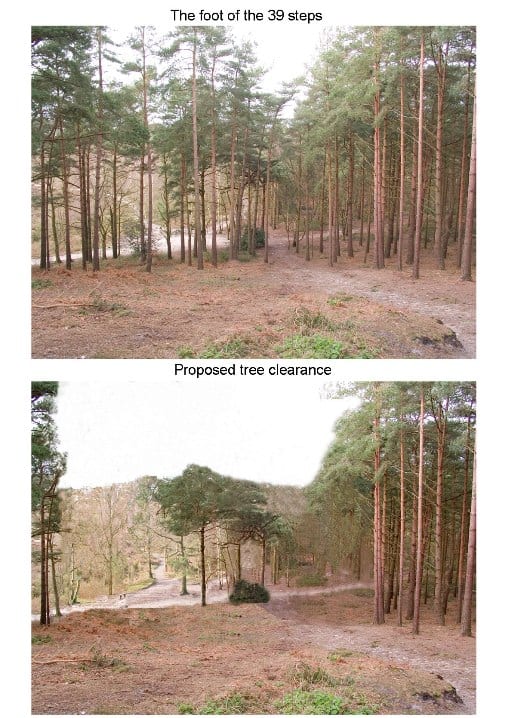 Proposed tree clearance - before and after