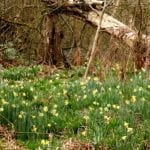 2010 Daffodils in Sandgate park 2010 Daffodils in Sandgate park