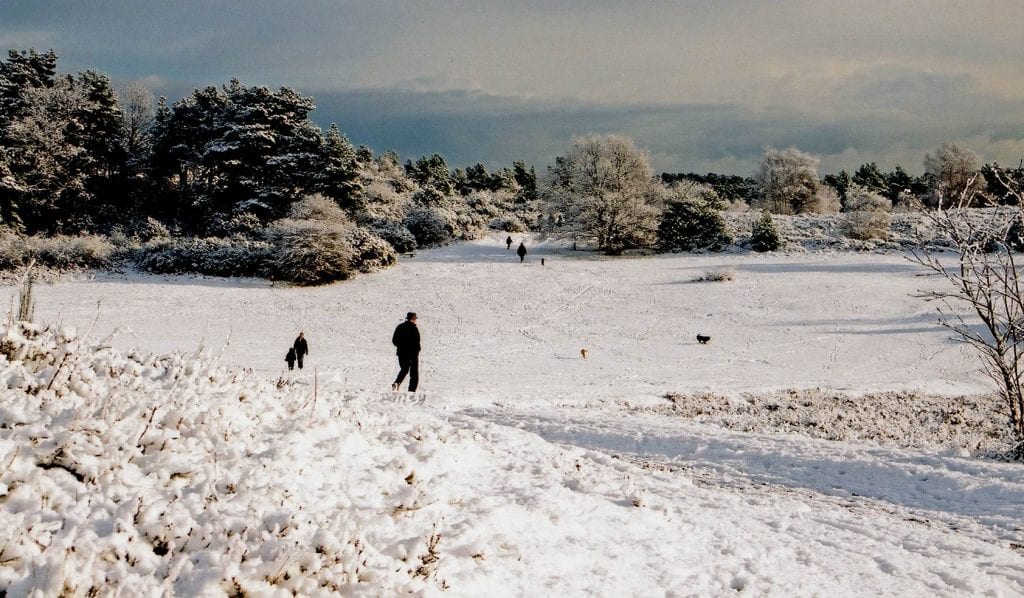 The Warren in the snow