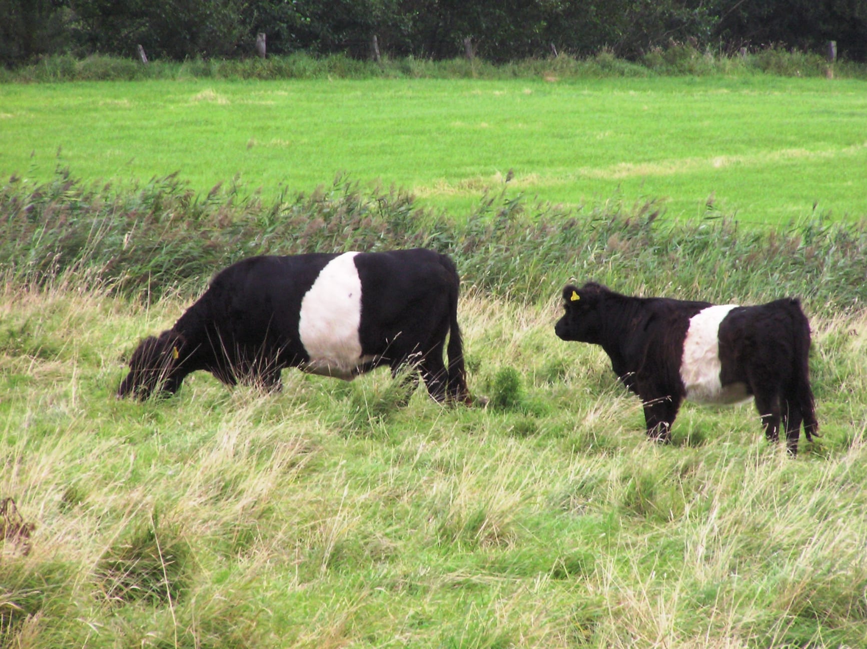 http://www.sandgate-conservation.org.uk/files/2012/08/Belted_Galloway-Small_P8250176.jpg