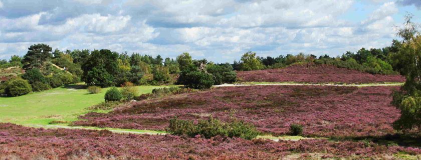 Sullinton Warren heather covered barrows