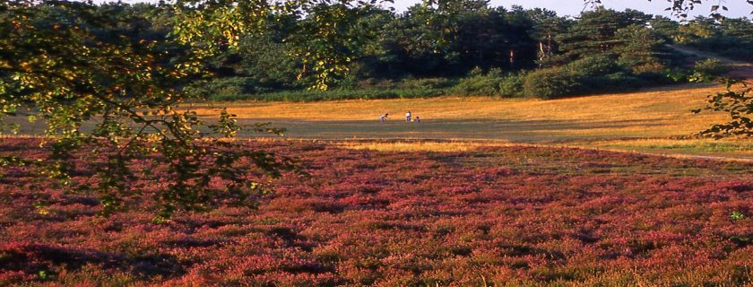 sullington-warren-evening