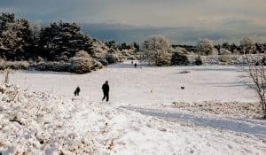 The Warren in the snow