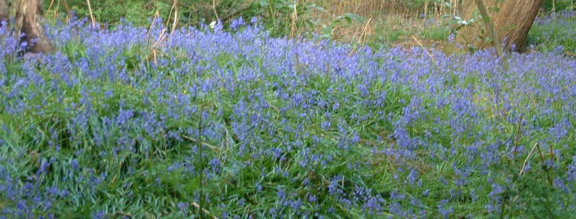 Bluebells, Sandgate Park