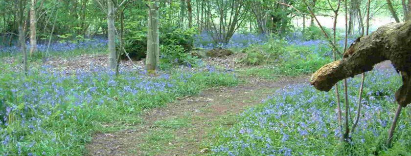 Bluebells path, Sandgate Park