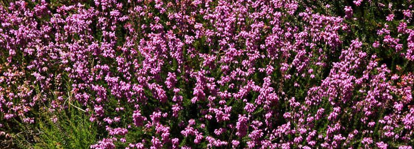 heather_cropped Heather