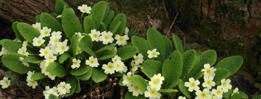 primrose_cropped Primroses