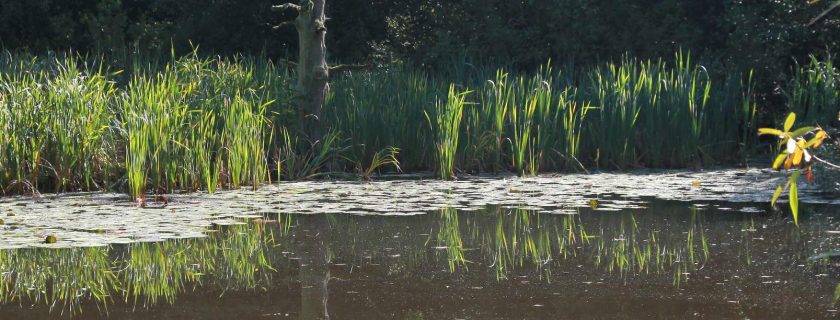 pond_cropped Pond, Sandgate Park