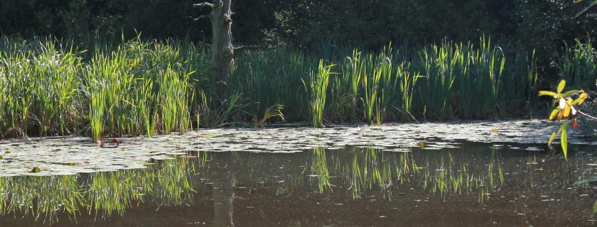 Pond, Sandgate Park