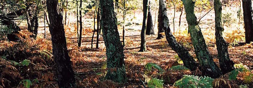 Woodland, Sullington Warren