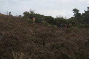 The gorse to be cut