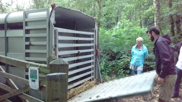 Getting ready to unload the Belties