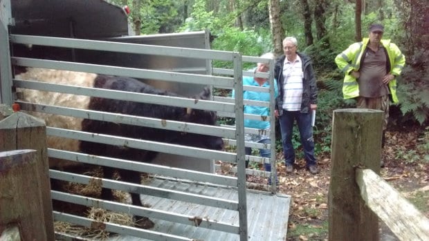 Belties leaving the trailer