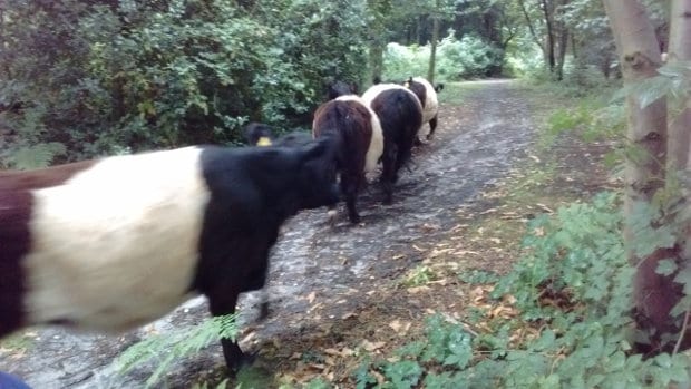 4 Belties out of the trailer and heading out to their new temporary home