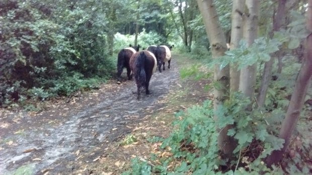 Belties heading up the track