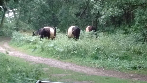 Belties grazing