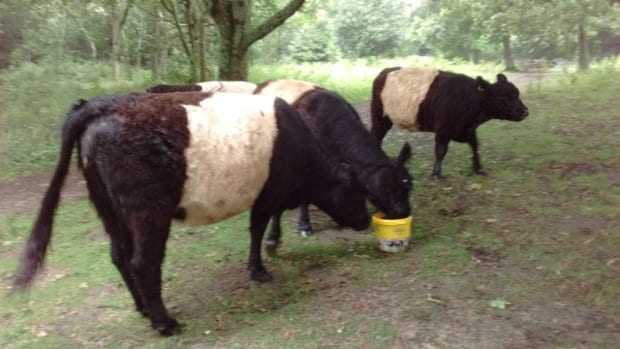 Belties at the mineral lick bucket