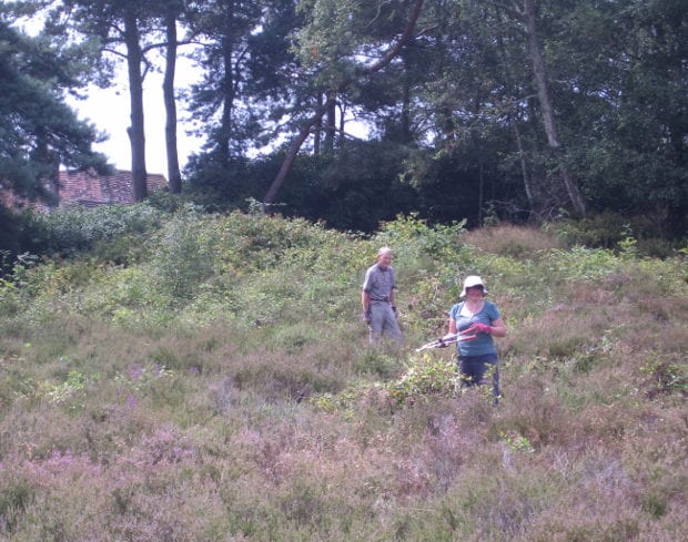Clearing shrubs and saplings on the dry heath