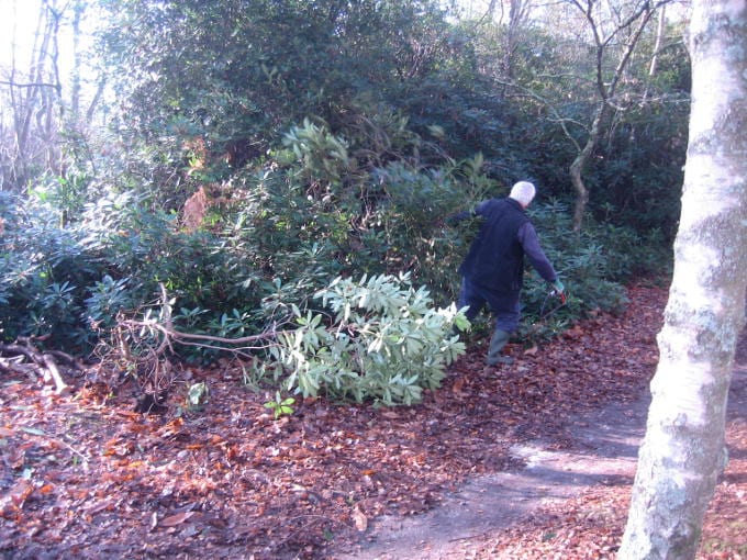 Cutting rhododendron