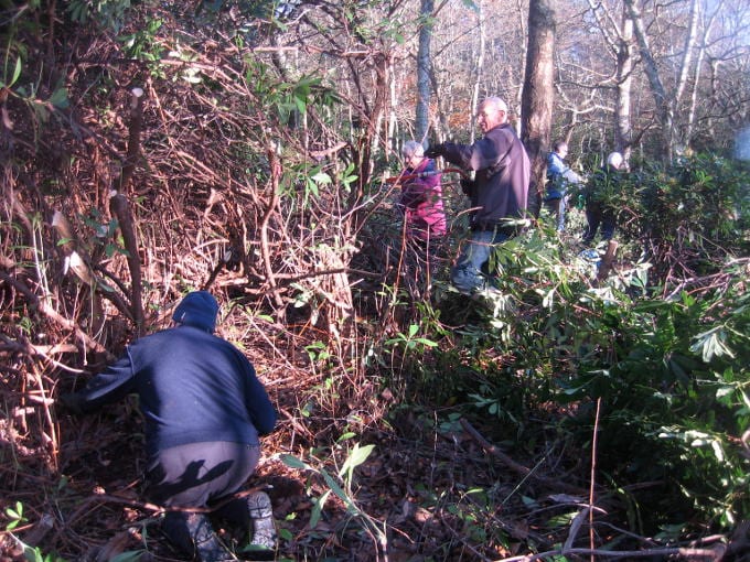 Rhododendron cutting