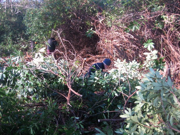 Cutting rhododendron
