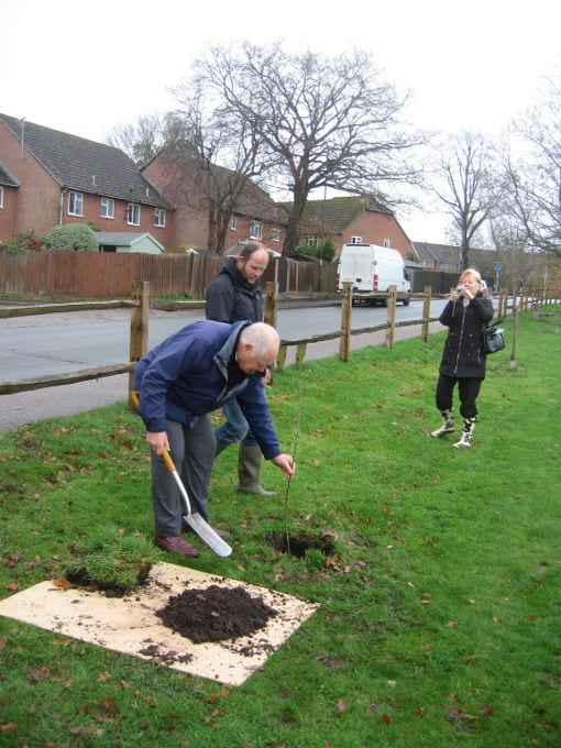 Sessile oak sapling planting 