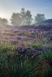 Heathland