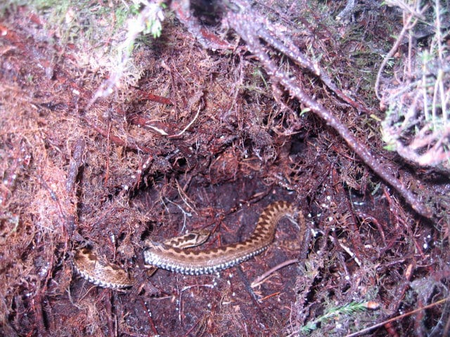 Adder amongst heather roots