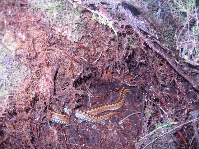 Adder in heather roots