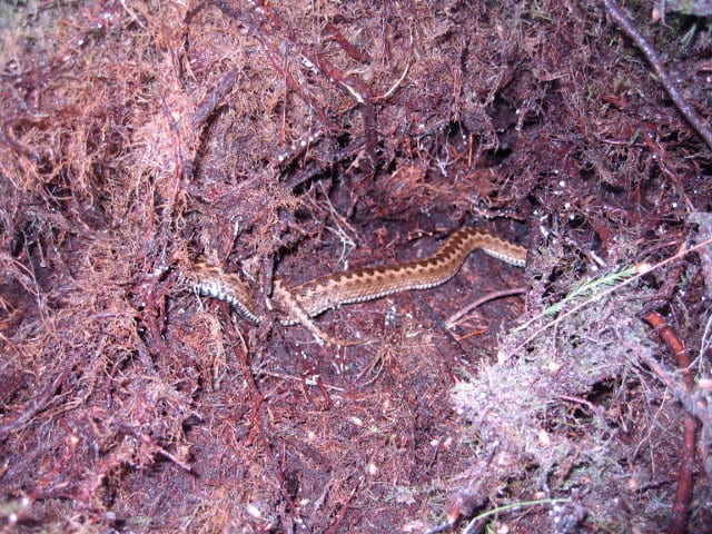 Adder in heather