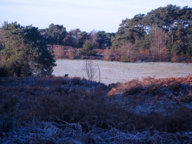 Frosty green on Sullington Warren