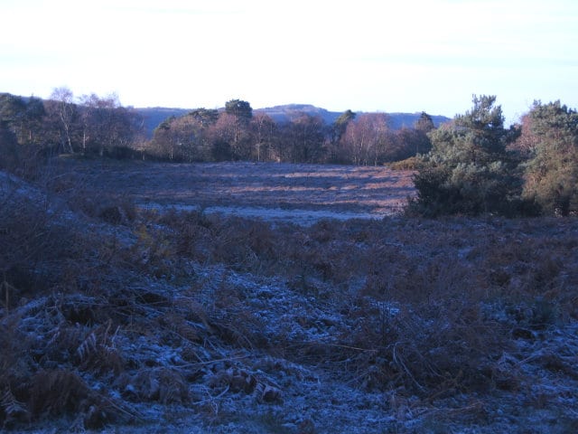 Frosty scene Sullington Warren