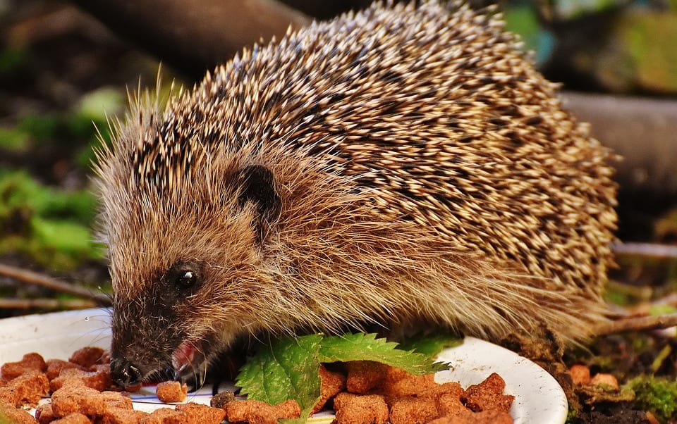 Hedgehog feeding