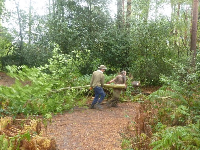 Shifting the felled trees - two man job