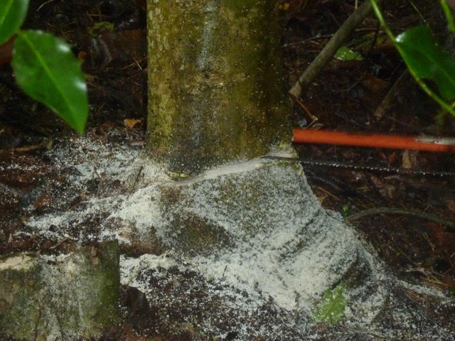 Cutting down tree with hand saw